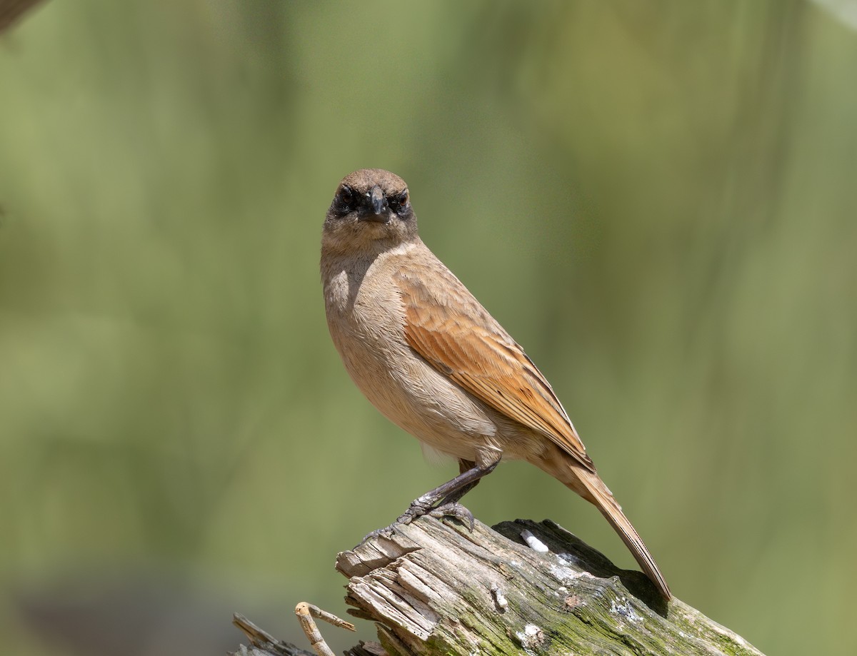 blektrupial - ML644347228