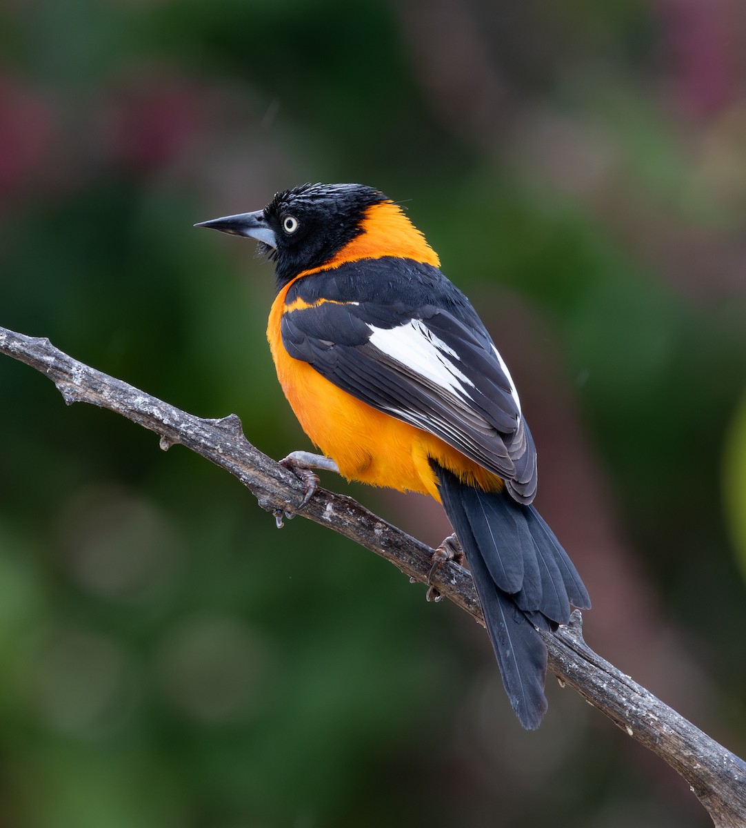 campostrupial - ML644347234