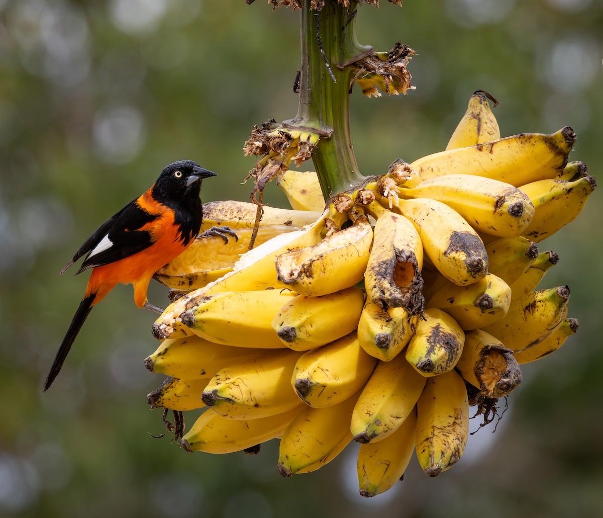 campostrupial - ML644347235