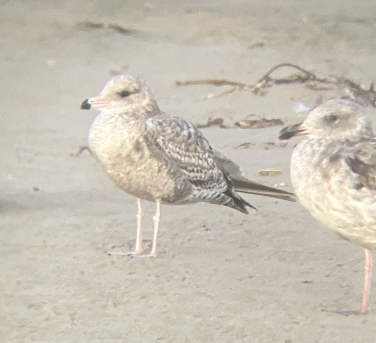 California Gull - ML644347240