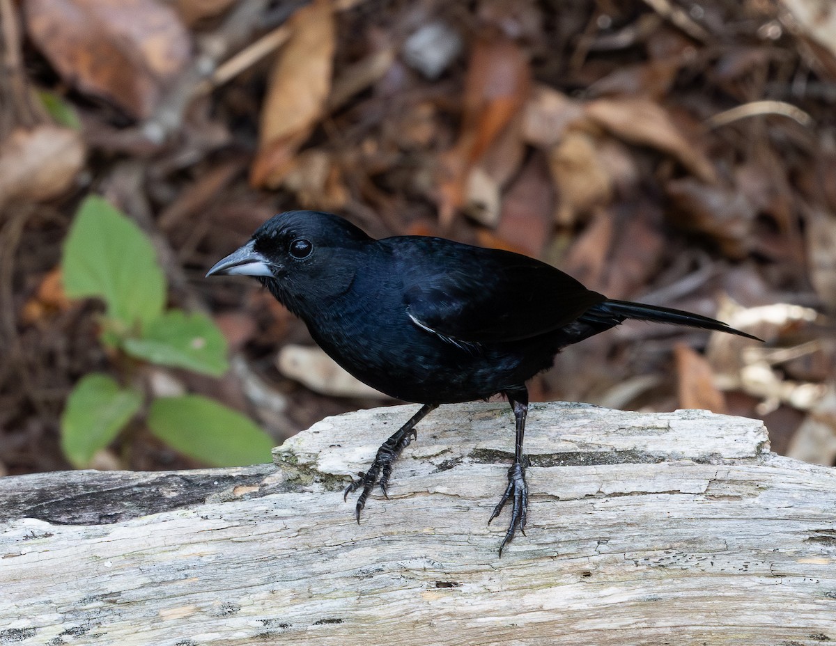 svarttanagar - ML644347241