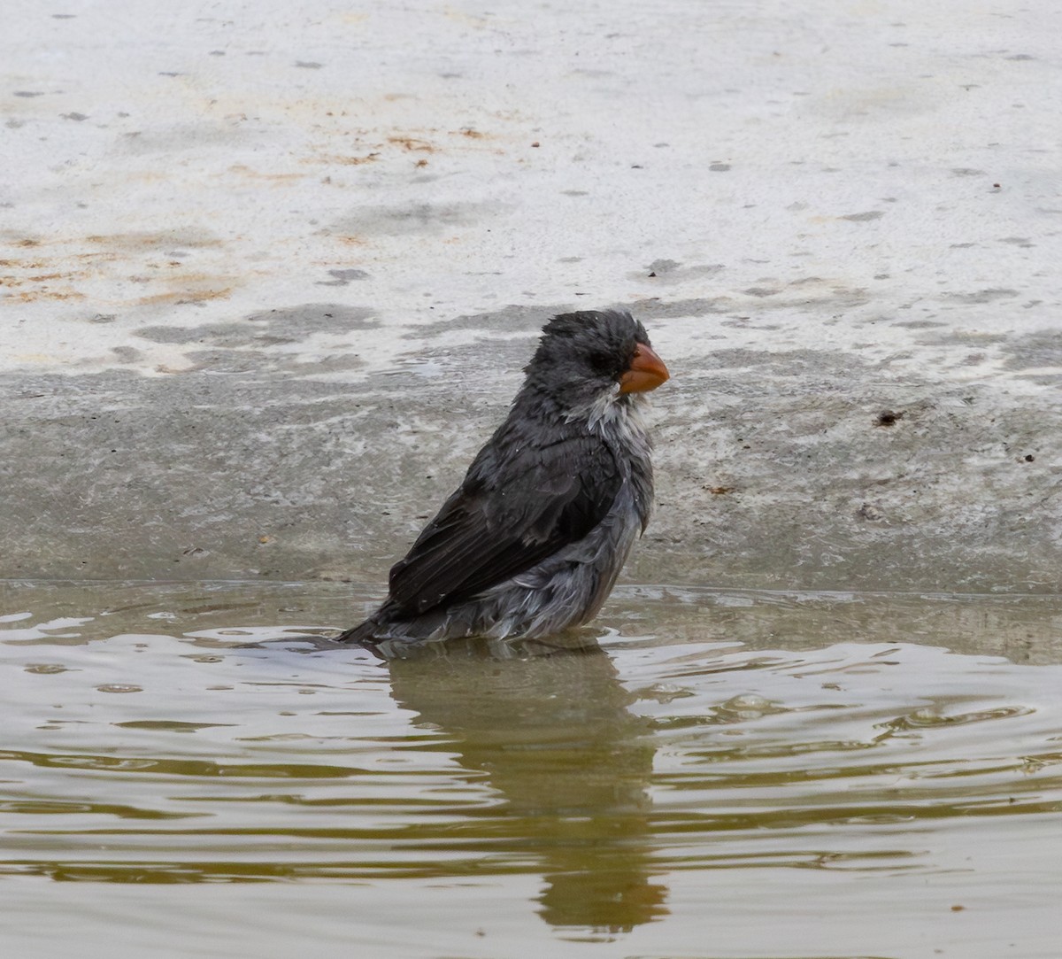 hvitbukfrøeter - ML644347250