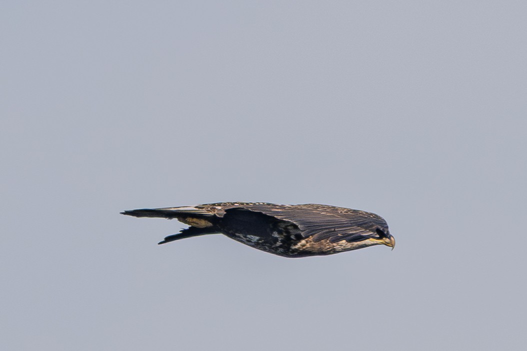 עיטם לבן-ראש - ML644347251