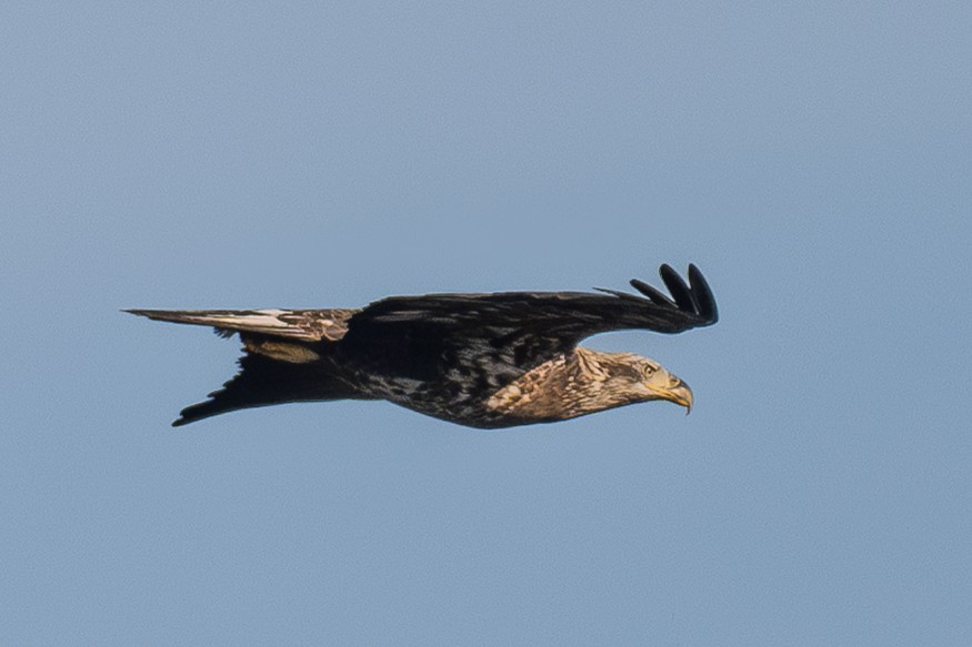 עיטם לבן-ראש - ML644347252
