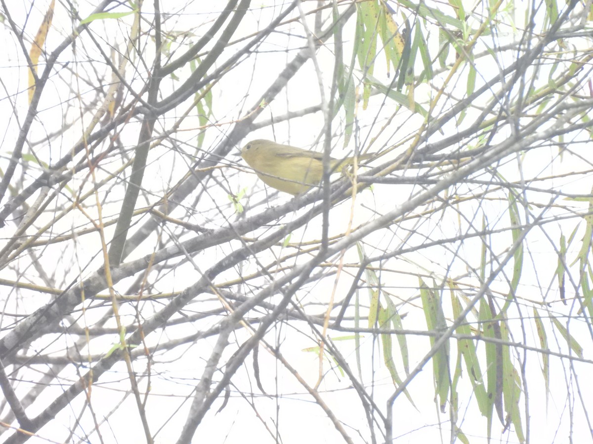 Sarı Ötleğen - ML644347260