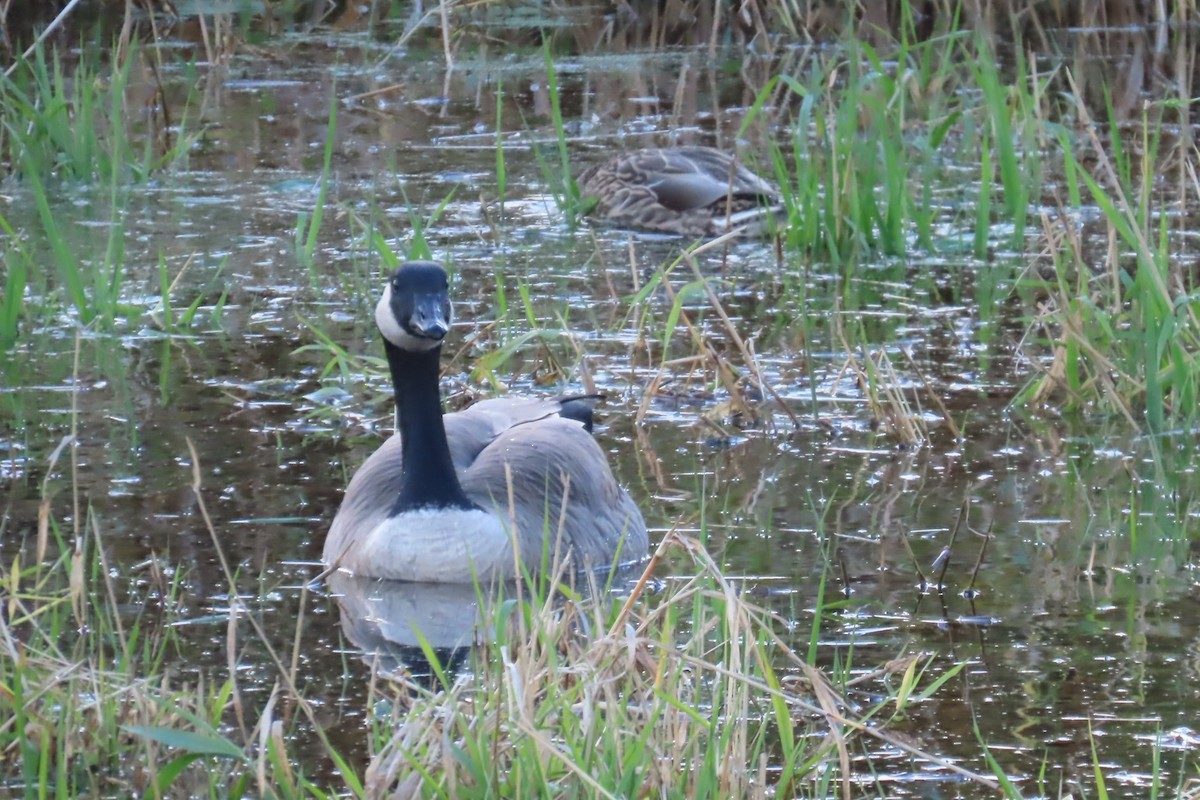 Canada Goose - ML644347261