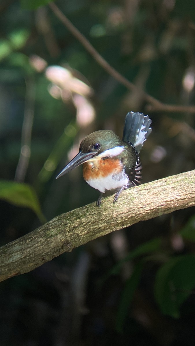Green Kingfisher - ML644347262