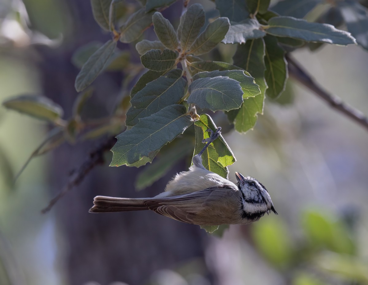 Mésange arlequin - ML644347263