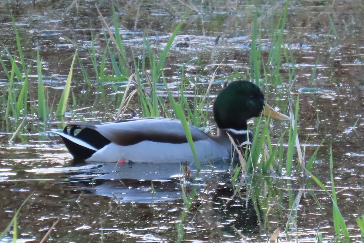 Canard colvert - ML644347264