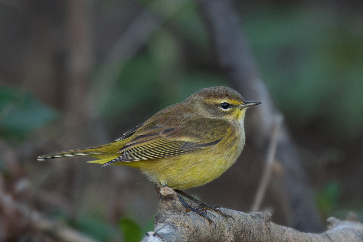 סבכון חום-כיפה - ML644347266