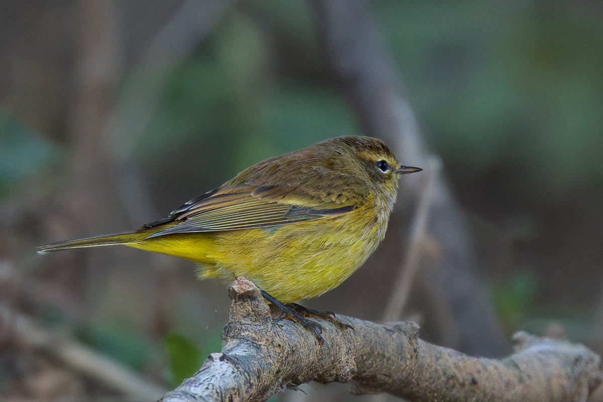 סבכון חום-כיפה - ML644347267