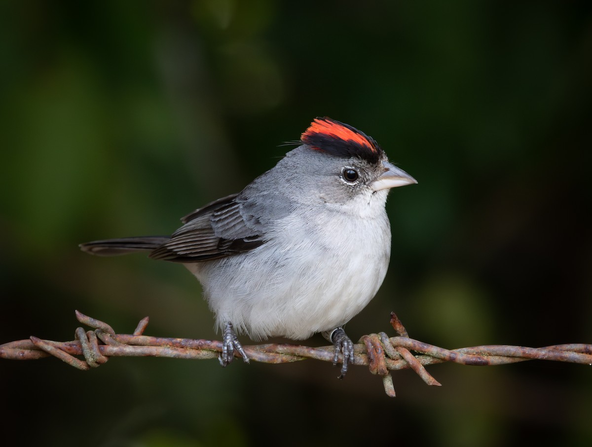 grågnistspurv - ML644347268