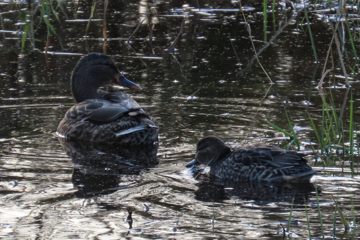 Green-winged Teal - ML644347270