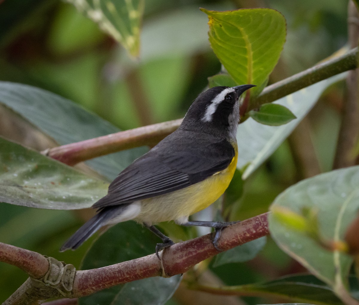 Sucrier à ventre jaune - ML644347272