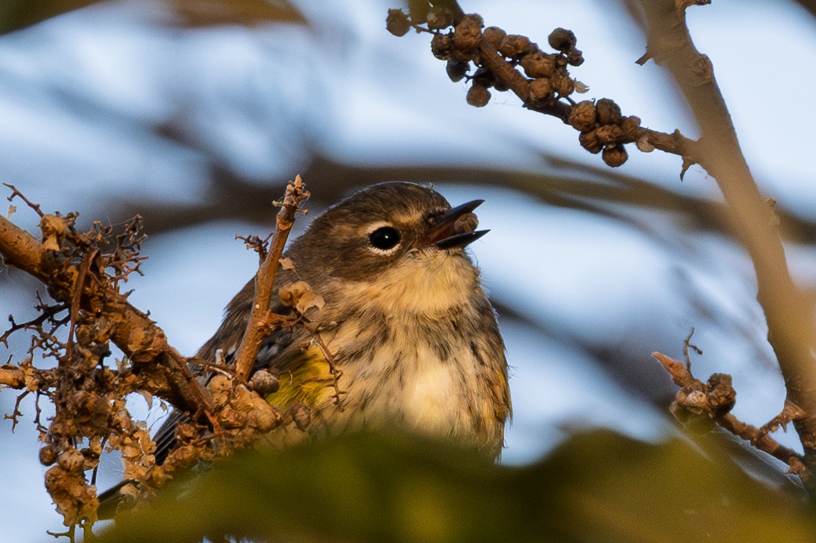 סבכון הכתר - ML644347273