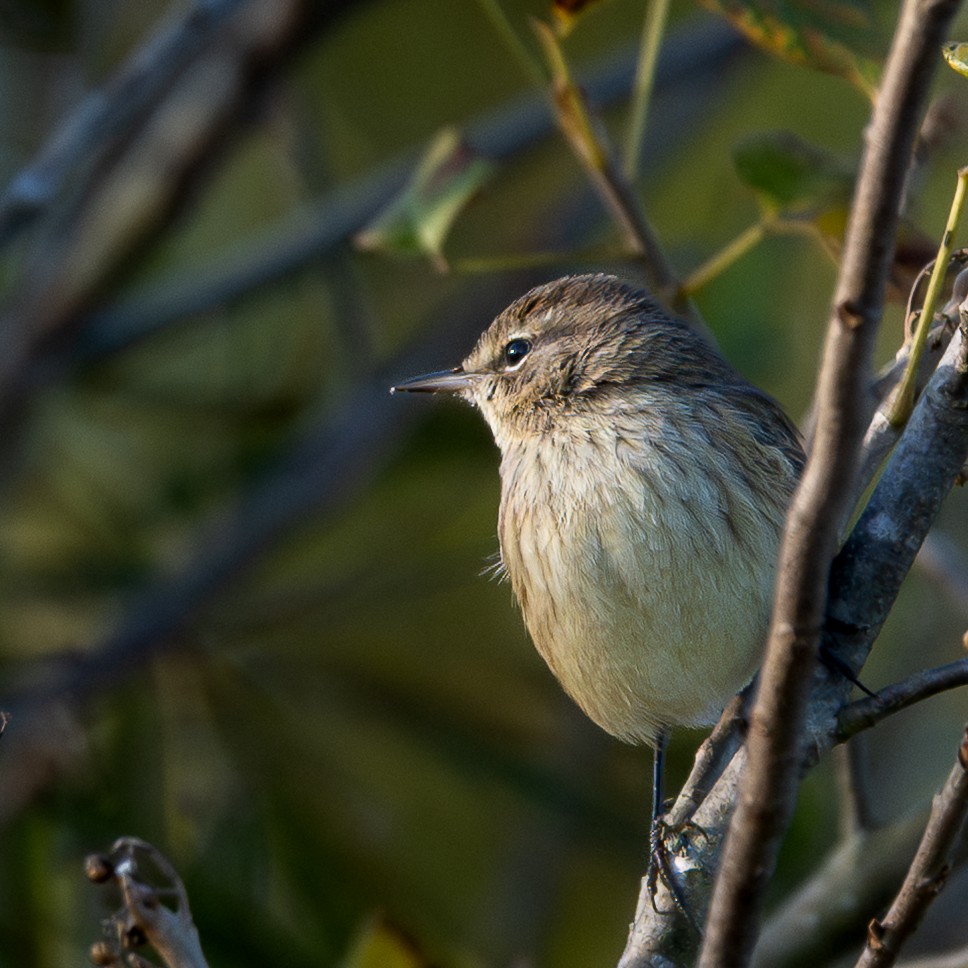 סבכון חום-כיפה - ML644347274