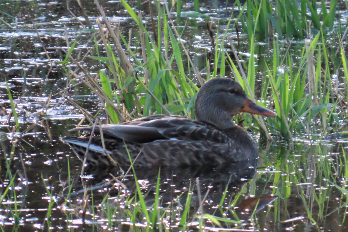 Canard colvert - ML644347275