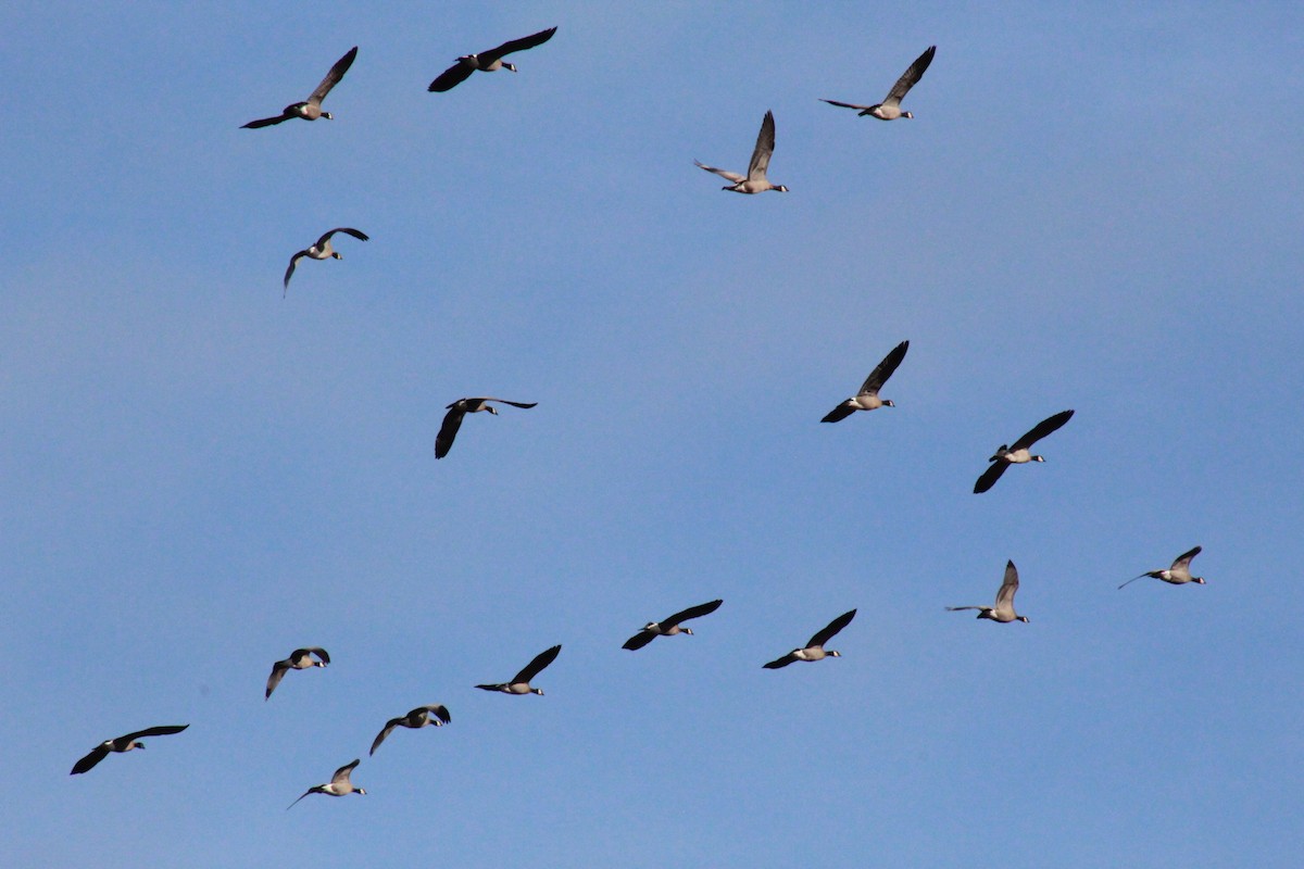 Cackling Goose - ML644347277