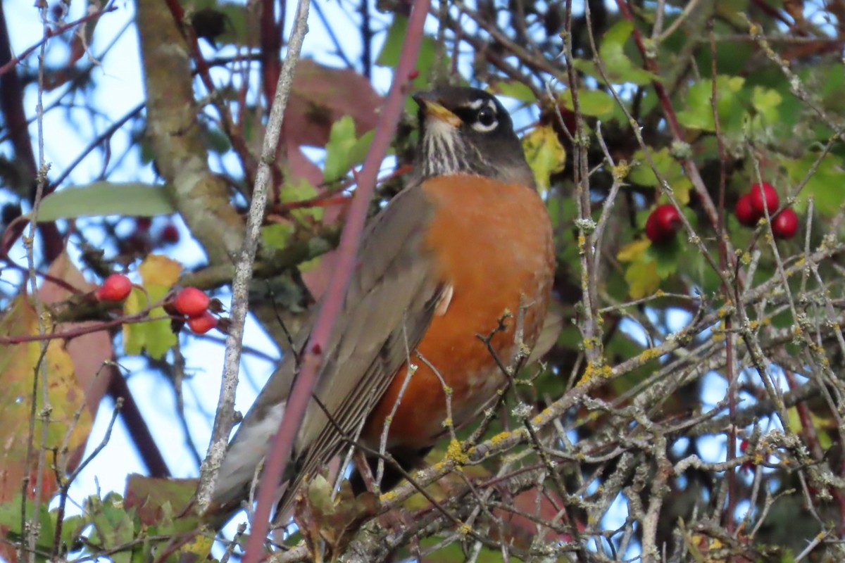 American Robin - ML644347278