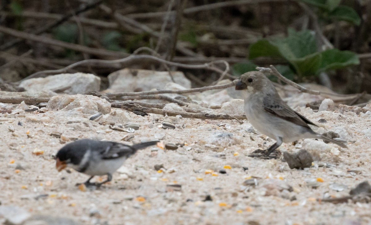 hvitstrupefrøeter - ML644347281