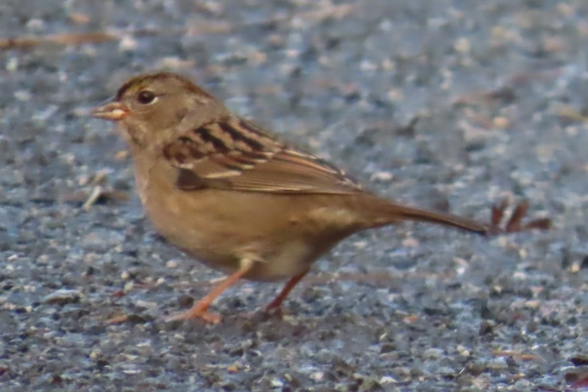 Golden-crowned Sparrow - ML644347284