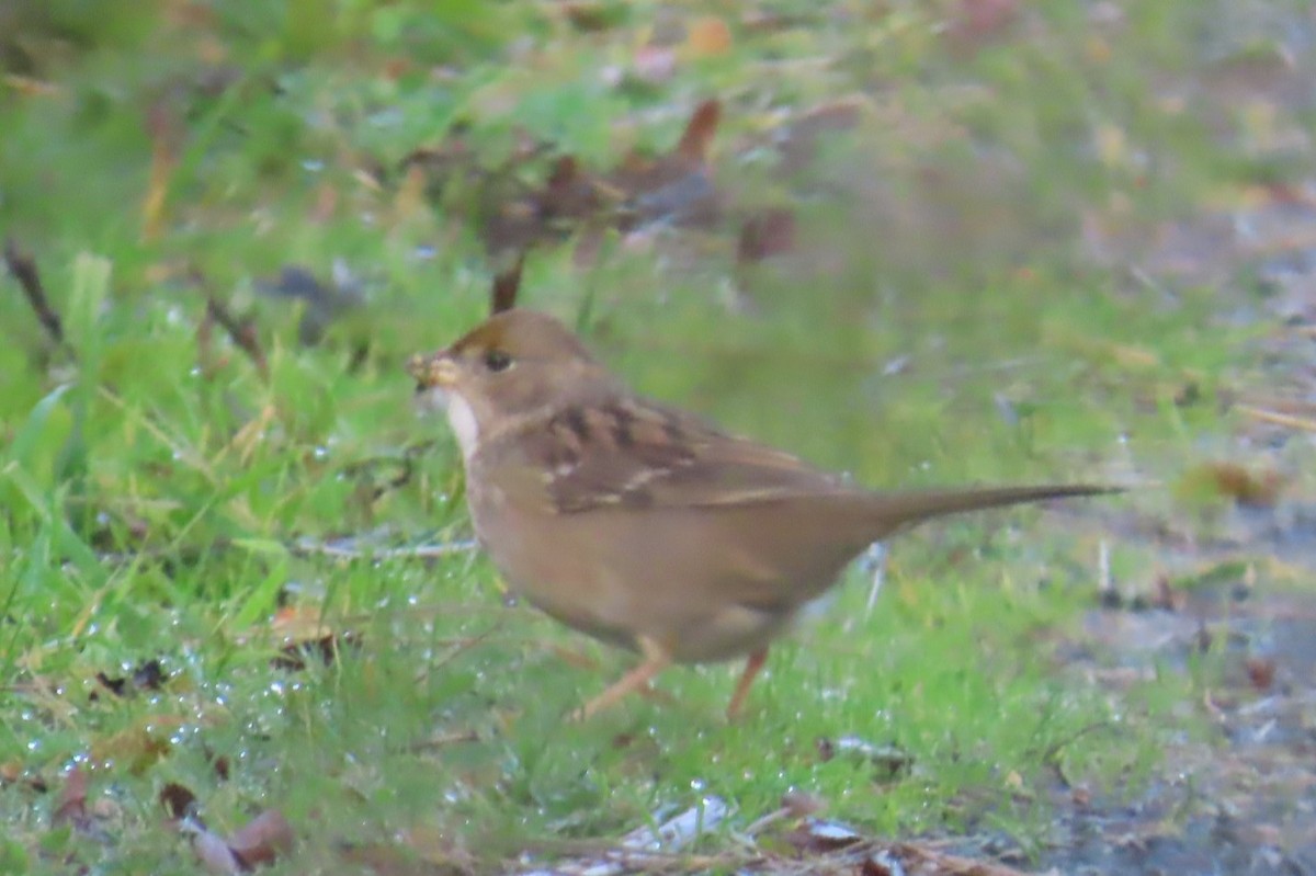 Golden-crowned Sparrow - ML644347286