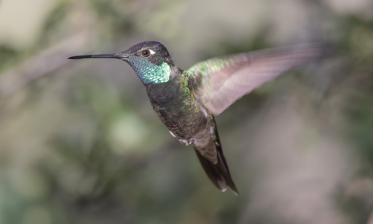 purpurissekolibri - ML644347289