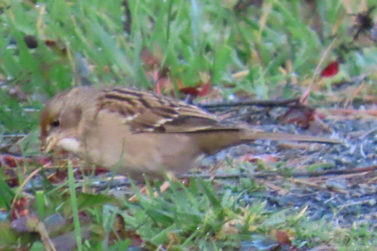 Golden-crowned Sparrow - ML644347292