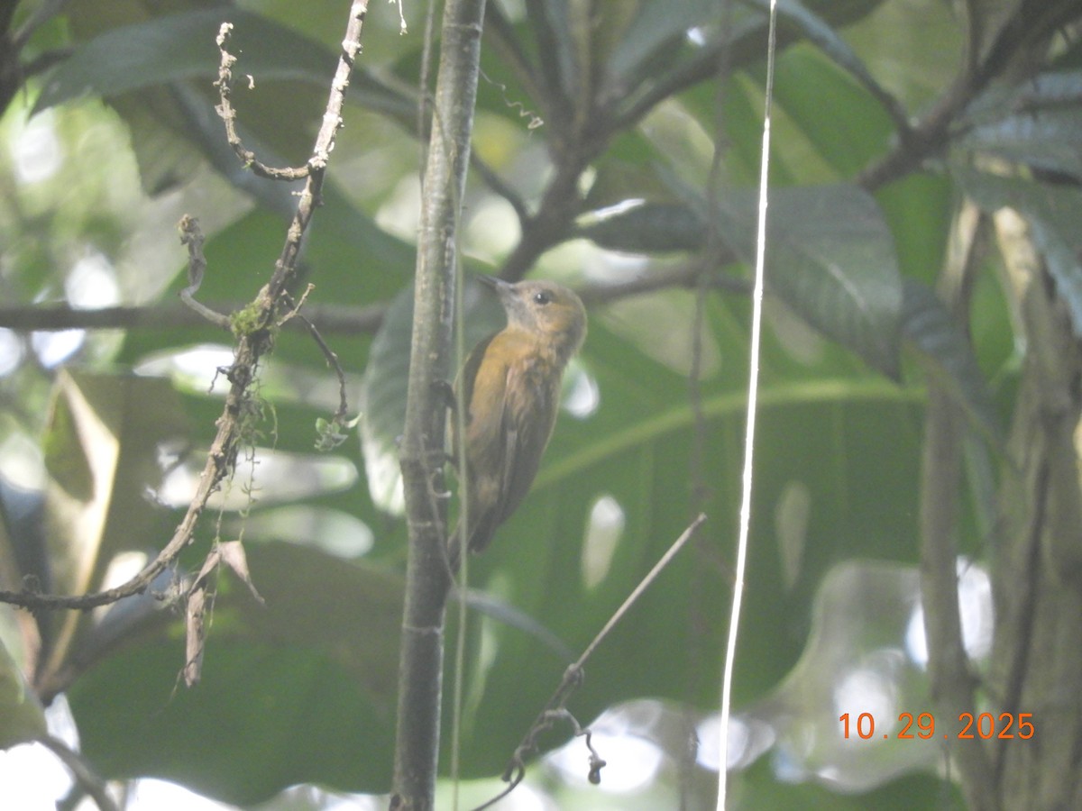 ハゲラ - ML644347293