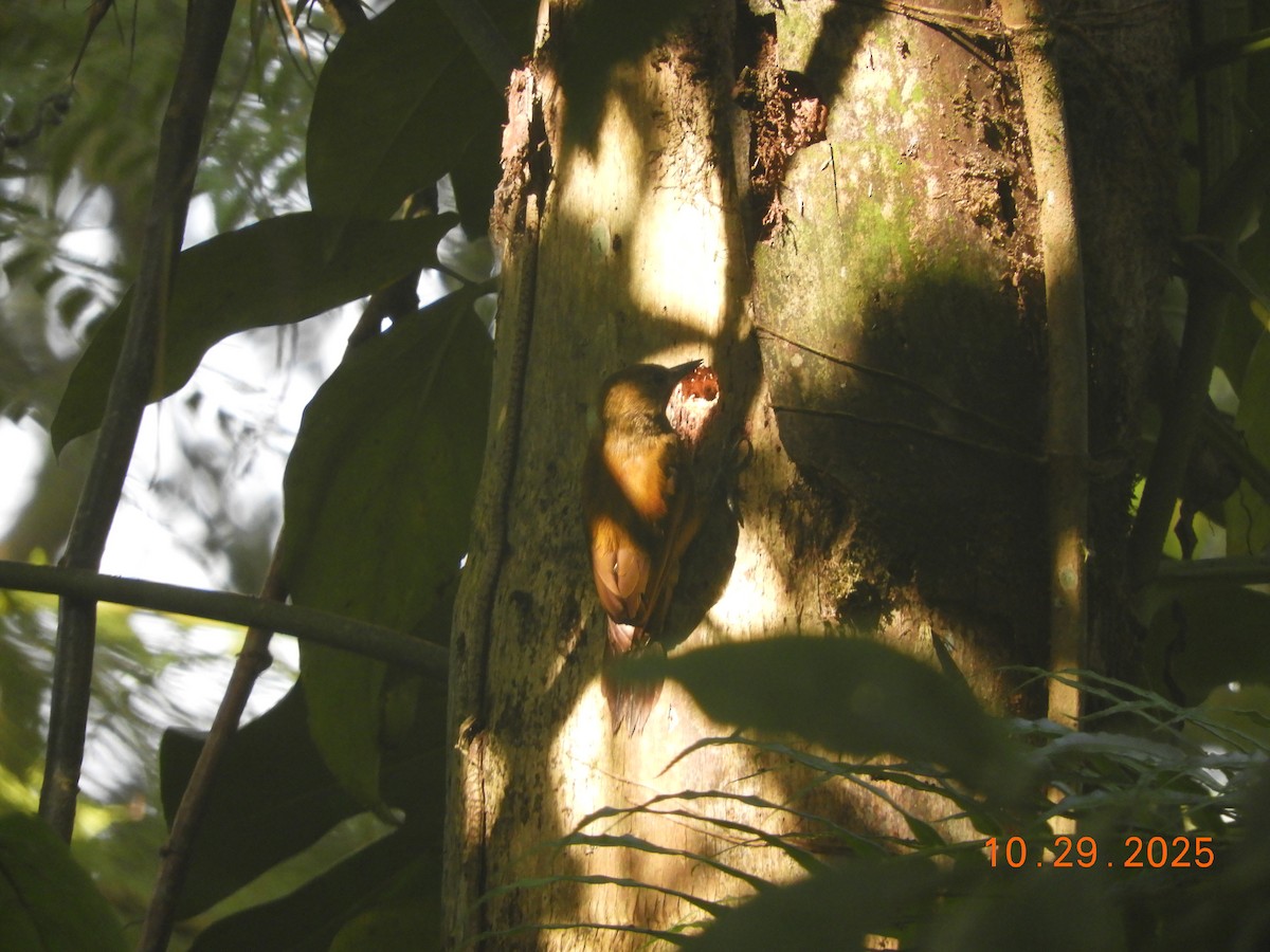 ハゲラ - ML644347294