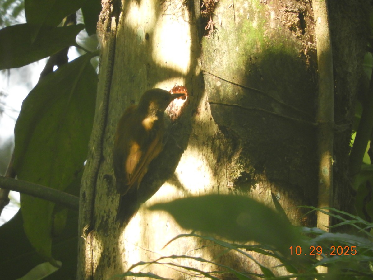 ハゲラ - ML644347295