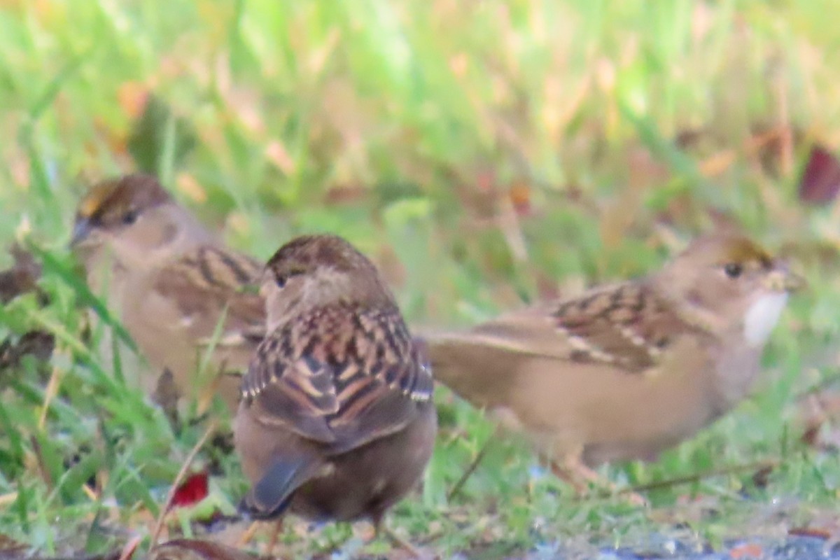 Golden-crowned Sparrow - ML644347297