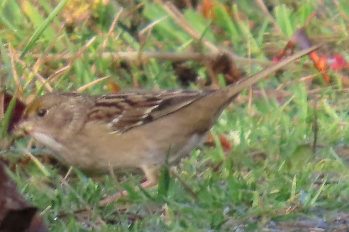 Golden-crowned Sparrow - ML644347304