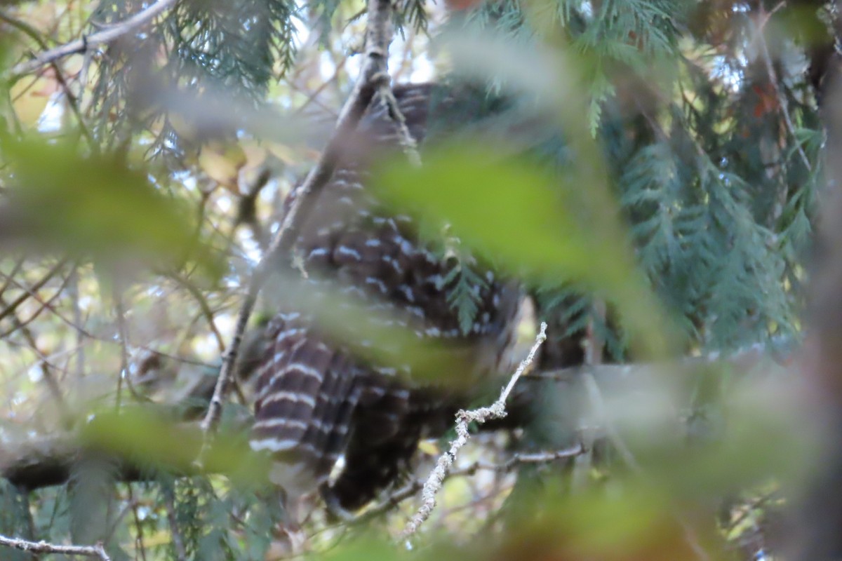 Barred Owl - ML644347314