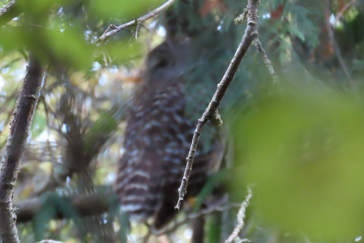 Barred Owl - ML644347319