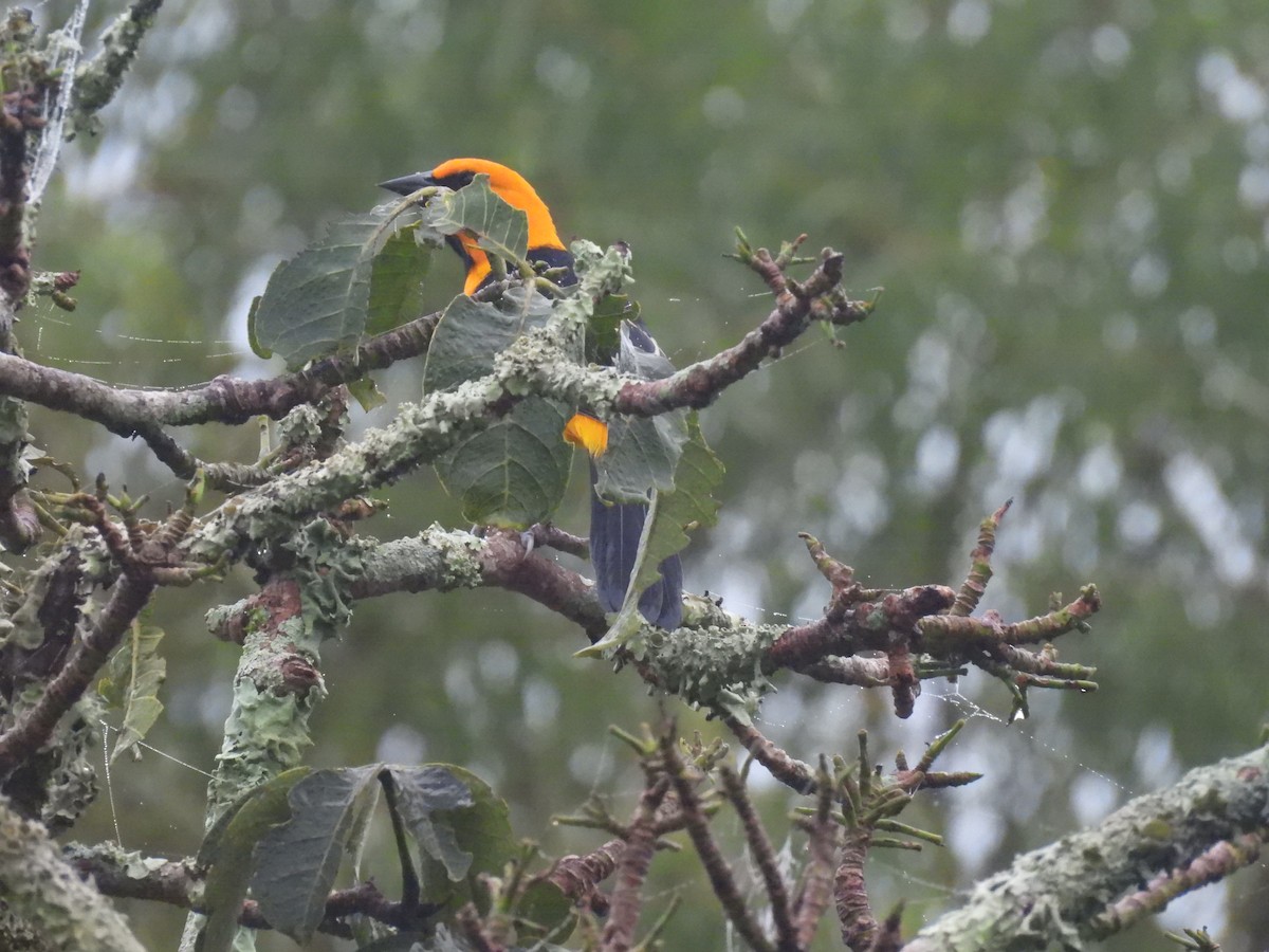 Altamira Oriole - ML644347321