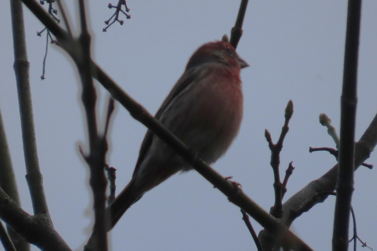 House Finch - ML644347322