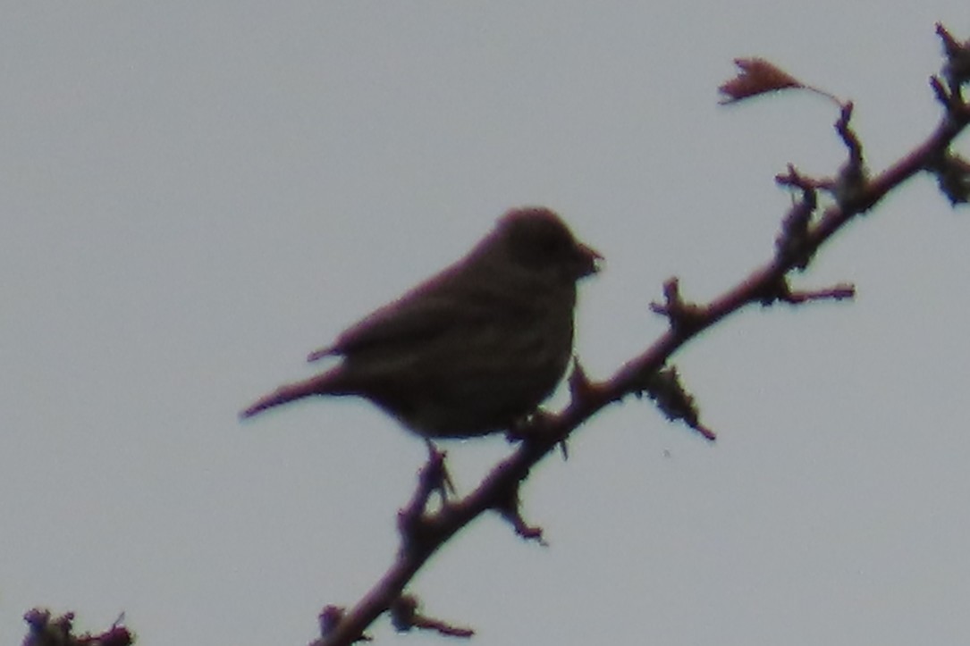 House Finch - ML644347323