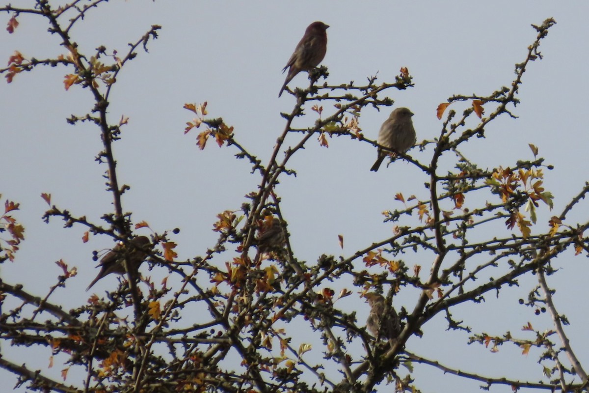 House Finch - ML644347329