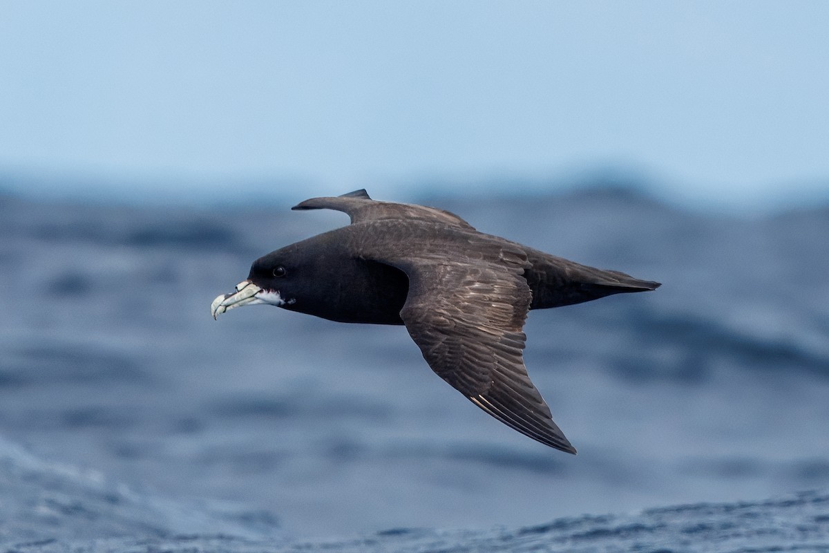 Pardela Gorjiblanca - ML644347331