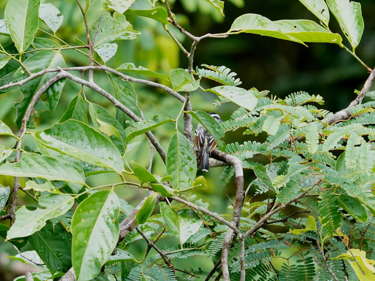 Rusty-winged Antwren - ML644347347