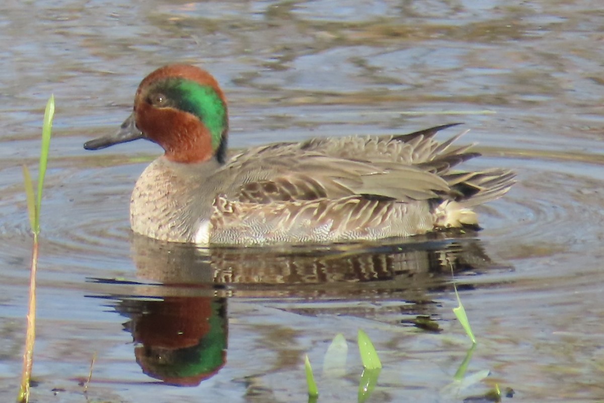 Green-winged Teal - ML644347351