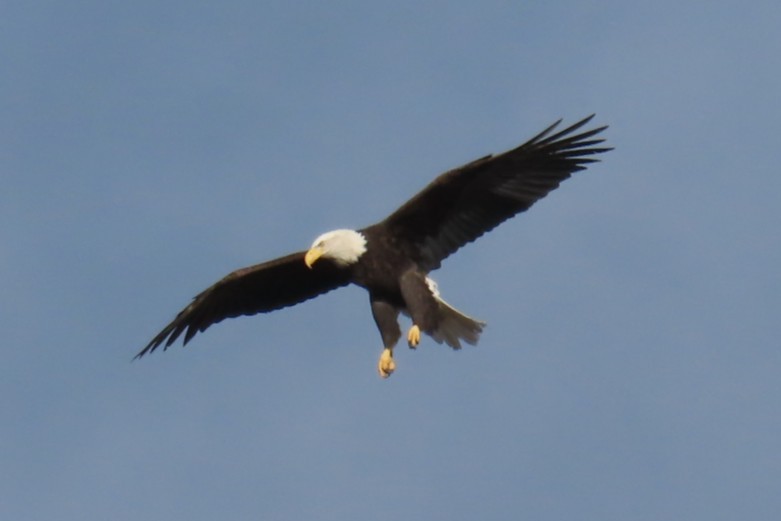 Bald Eagle - ML644347364
