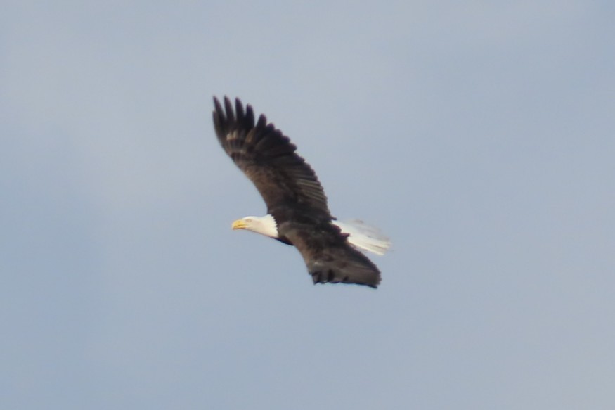 Bald Eagle - ML644347366