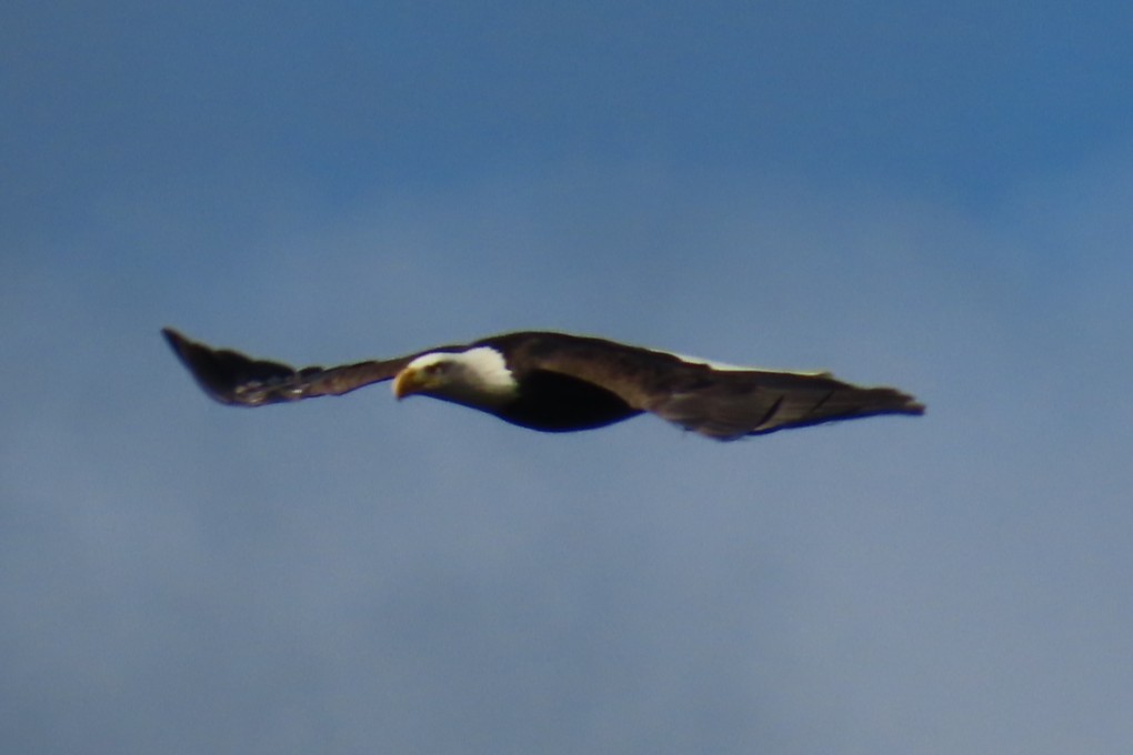 Bald Eagle - ML644347368