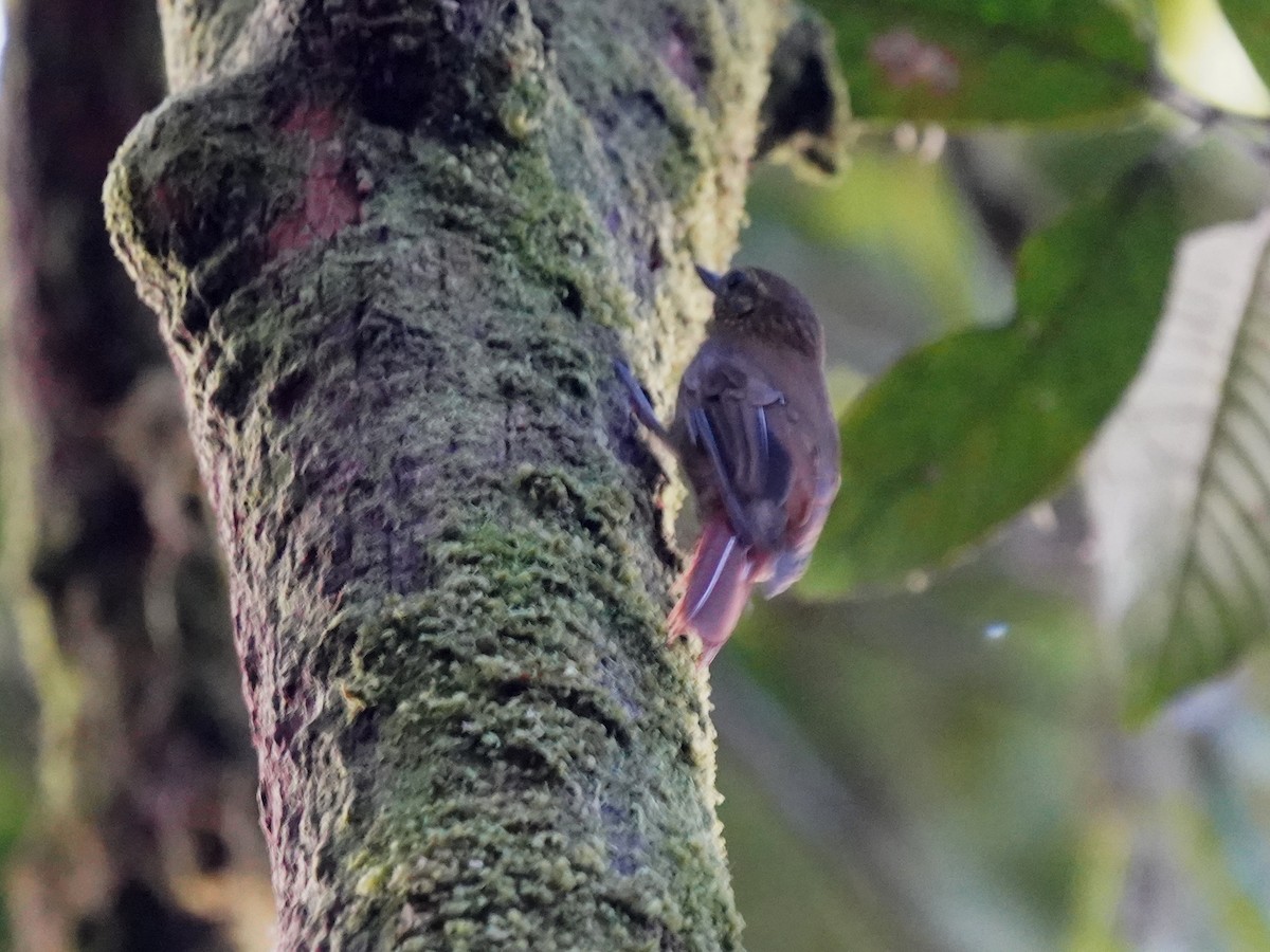 チビオニキバシリ - ML644347369