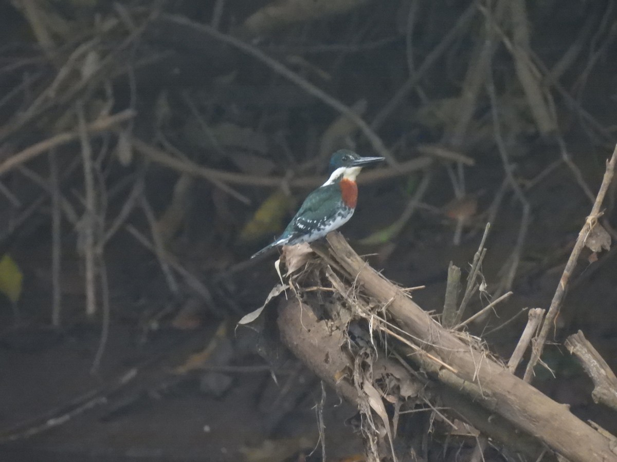 Green Kingfisher - ML644347371