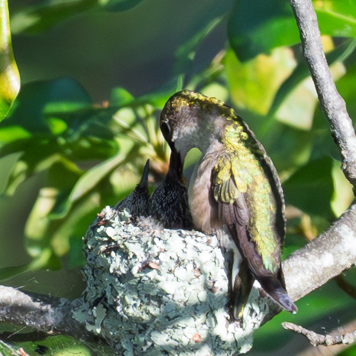 Ruby-throated Hummingbird - ML644347374
