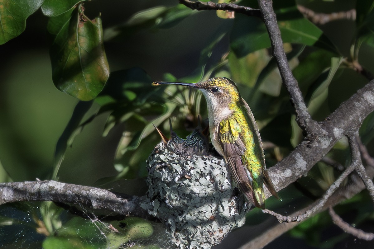 Ruby-throated Hummingbird - ML644347375