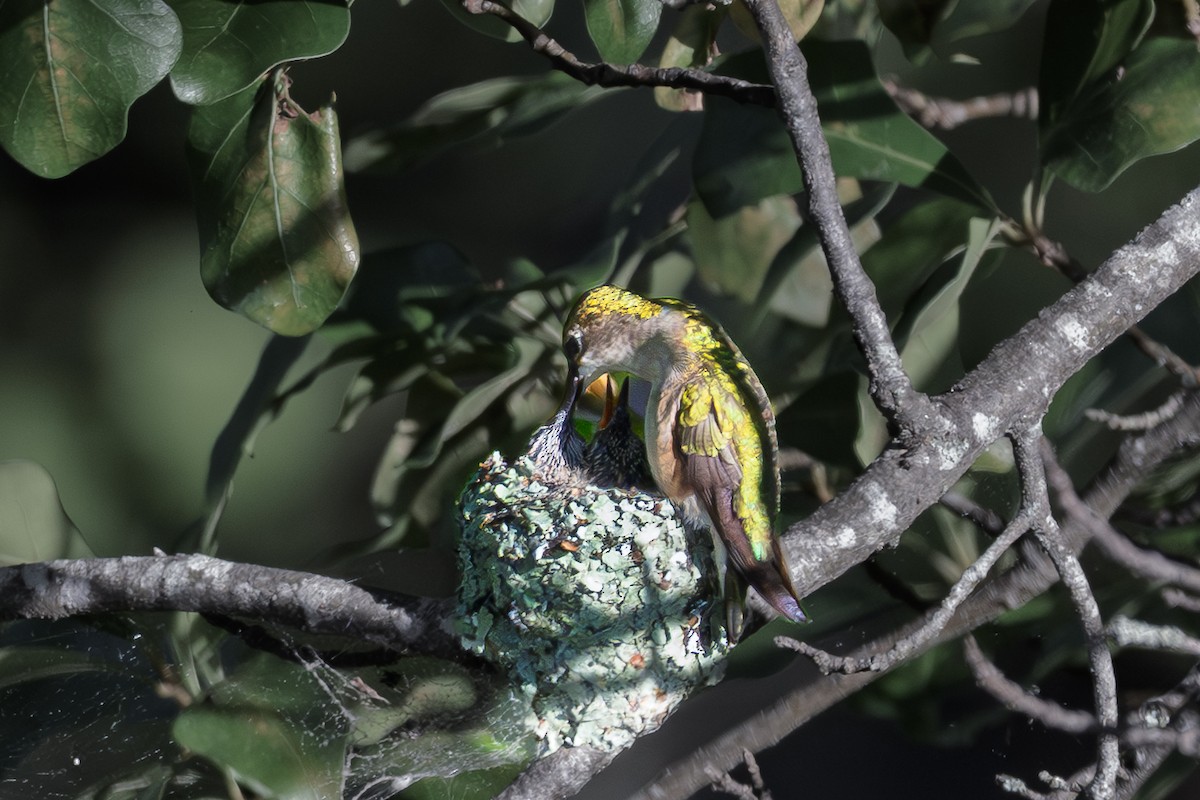 Ruby-throated Hummingbird - ML644347376